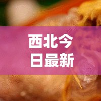 西北今日最新动态，新增消息抢先看