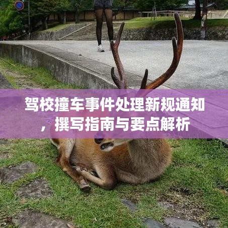 驾校撞车事件处理新规通知，撰写指南与要点解析