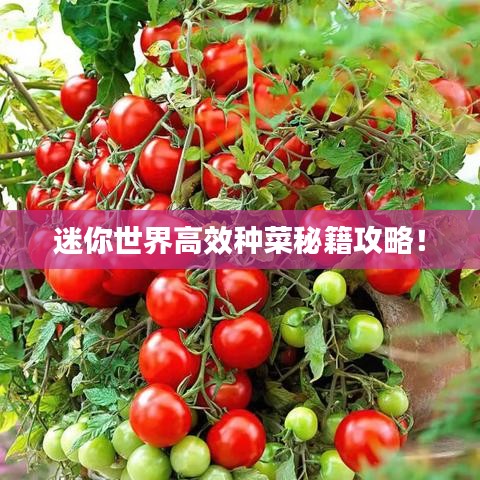 迷你世界高效种菜秘籍攻略！