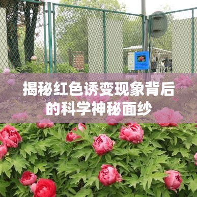 揭秘红色诱变现象背后的科学神秘面纱