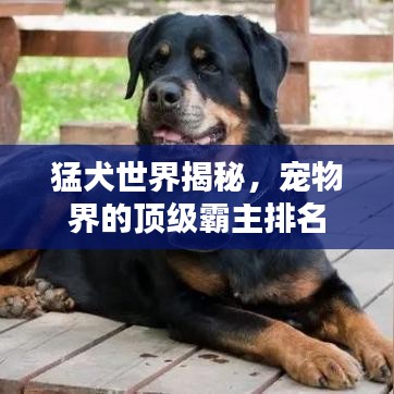 猛犬世界揭秘，宠物界的顶级霸主排名
