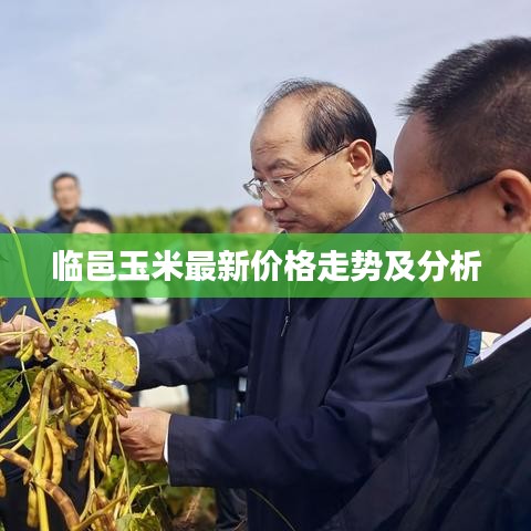 临邑玉米最新价格走势及分析