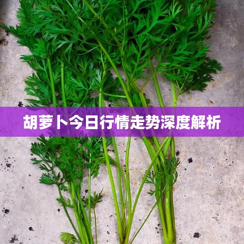 胡萝卜今日行情走势深度解析