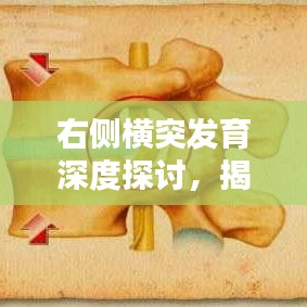 右侧横突发育深度探讨，揭秘发育机制与影响因素