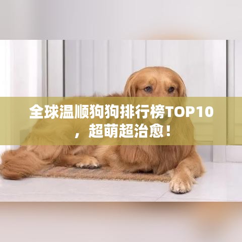 全球温顺狗狗排行榜TOP10，超萌超治愈！
