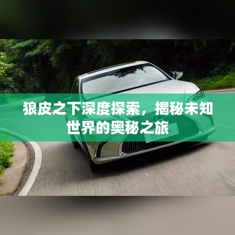狼皮之下深度探索，揭秘未知世界的奥秘之旅
