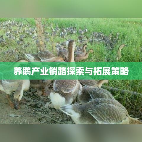 养鹅产业销路探索与拓展策略