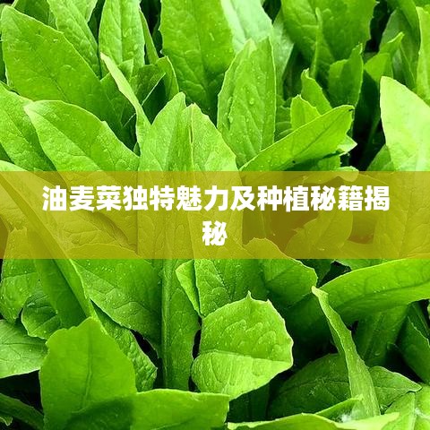 油麦菜独特魅力及种植秘籍揭秘