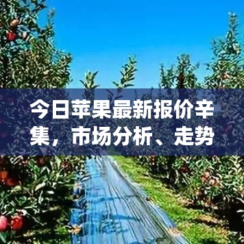 今日苹果最新报价辛集，市场分析、走势预测及购买攻略