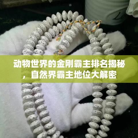 动物世界的金刚霸主排名揭秘，自然界霸主地位大解密