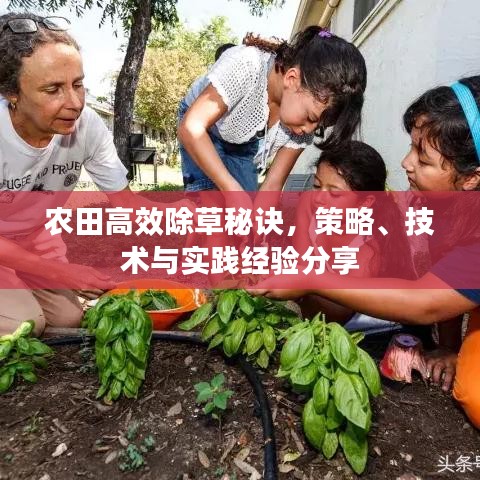 农田高效除草秘诀，策略、技术与实践经验分享