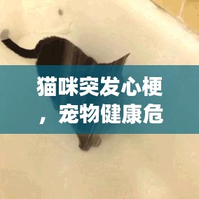 猫咪突发心梗，宠物健康危机需警惕