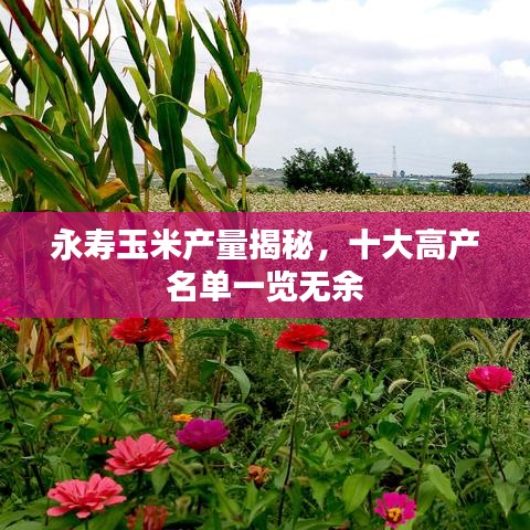 永寿玉米产量揭秘，十大高产名单一览无余