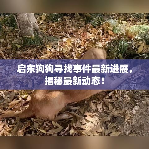启东狗狗寻找事件最新进展，揭秘最新动态！
