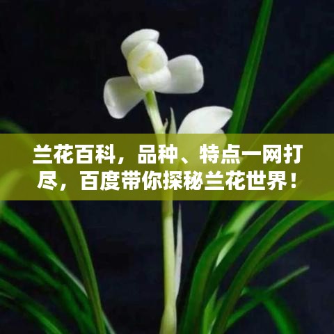 兰花百科，品种、特点一网打尽，百度带你探秘兰花世界！