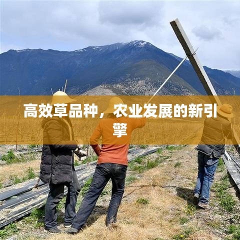 高效草品种，农业发展的新引擎